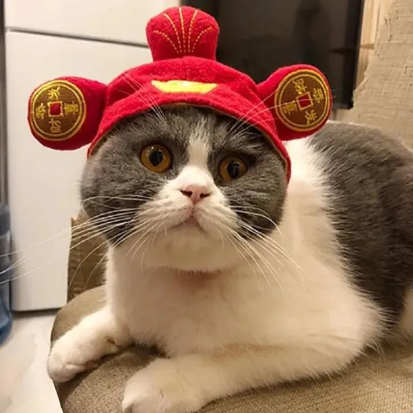 Cat hat cosplay decoration