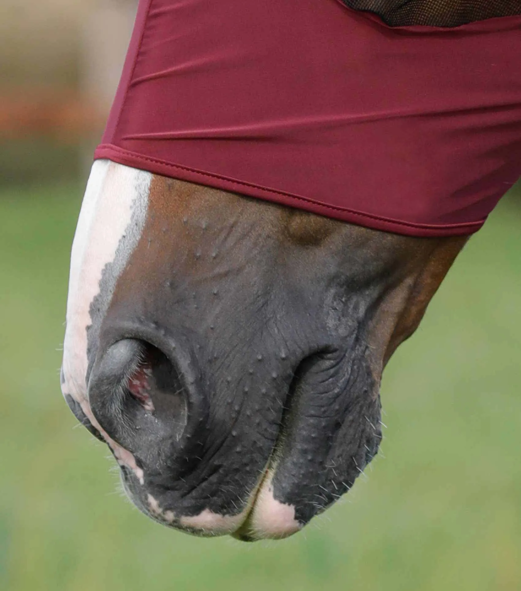 Comfort Tech Lycra Fly Mask Wine