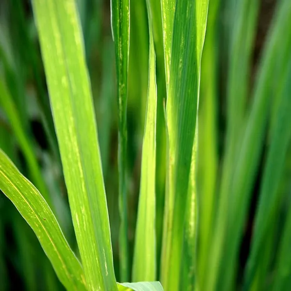 Lemongrass Large Tumbler