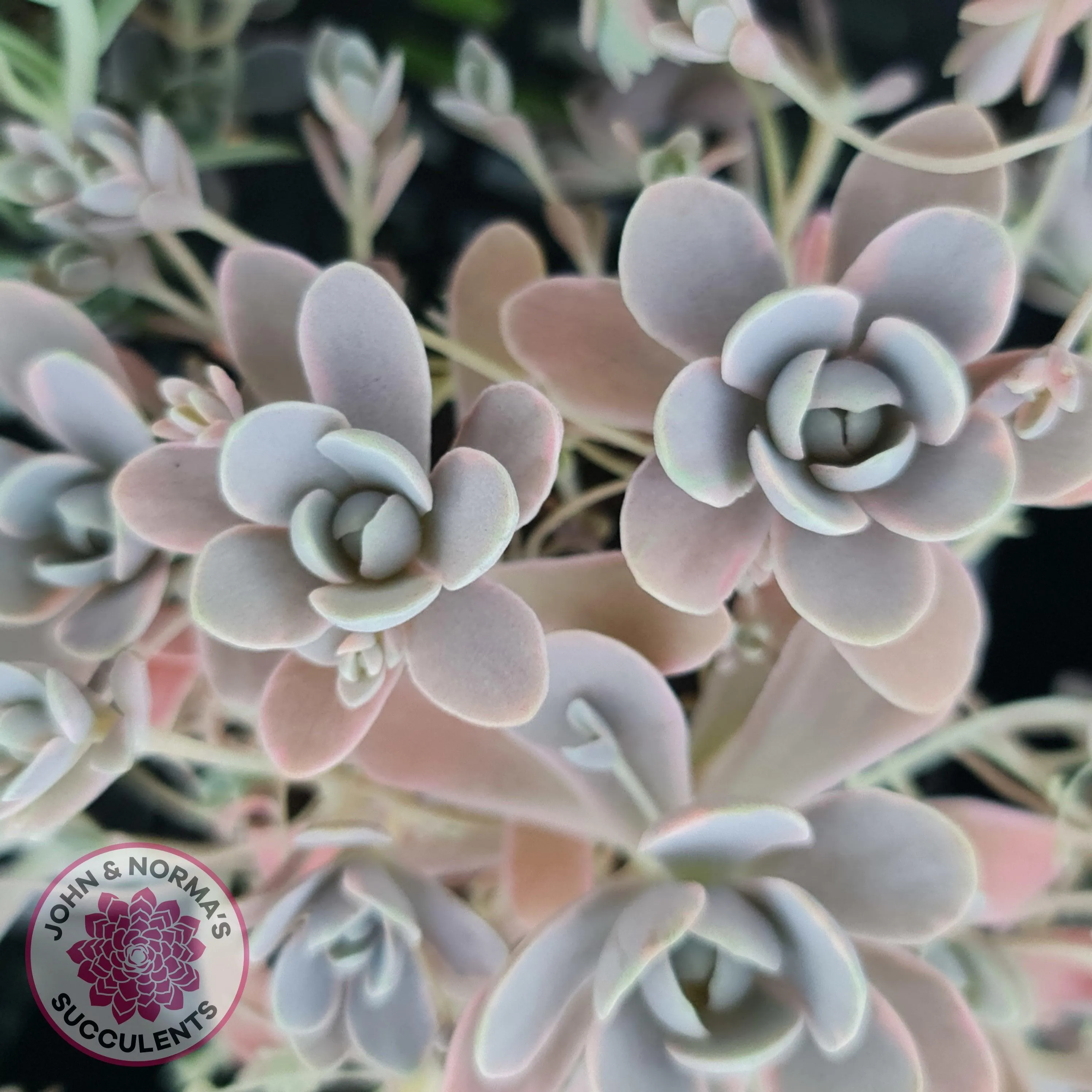 Orostachys iwarenge var. boehmeri - Variegated Chinese Dunce Cap - Cuttings x 4