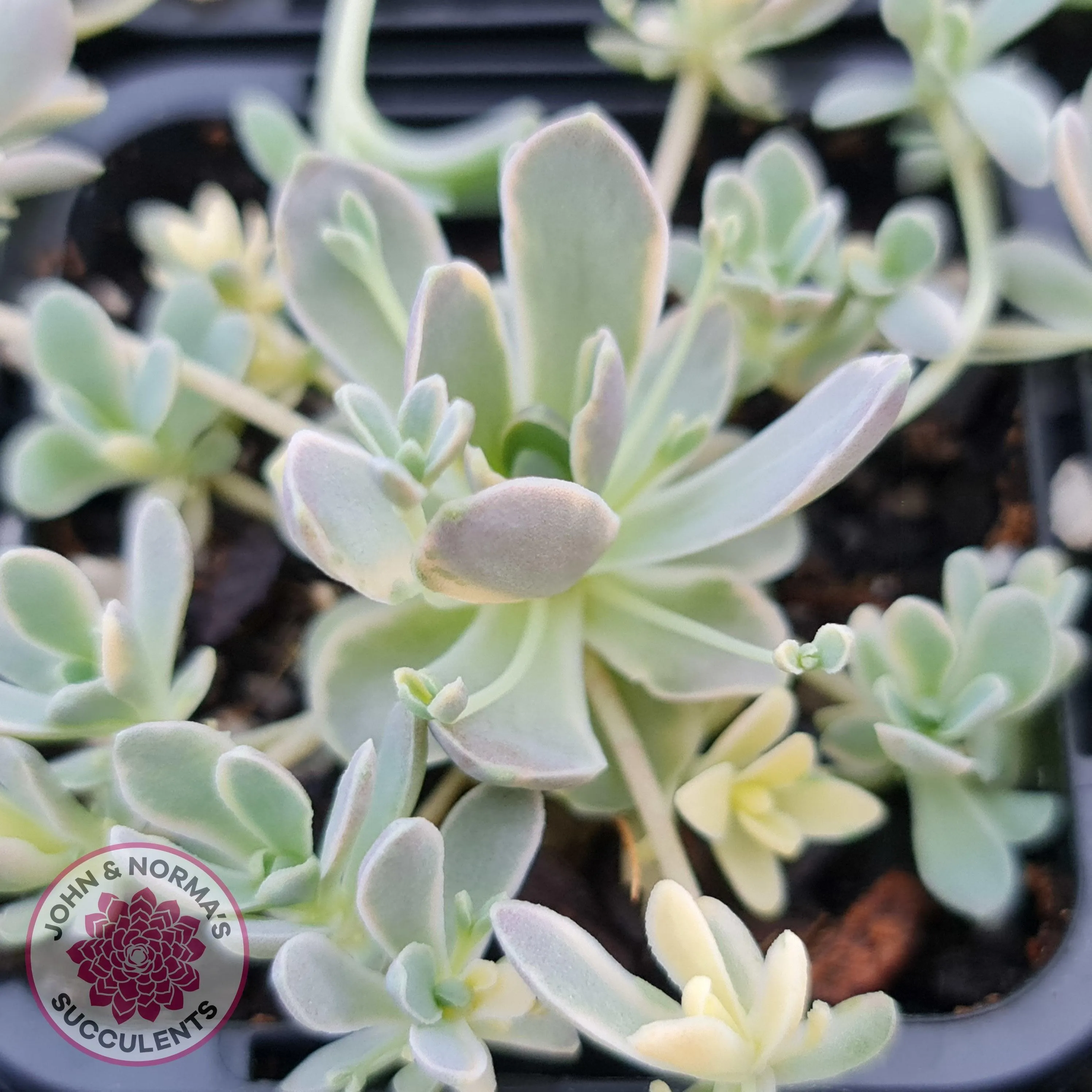 Orostachys iwarenge var. boehmeri - Variegated Chinese Dunce Cap - Cuttings x 4