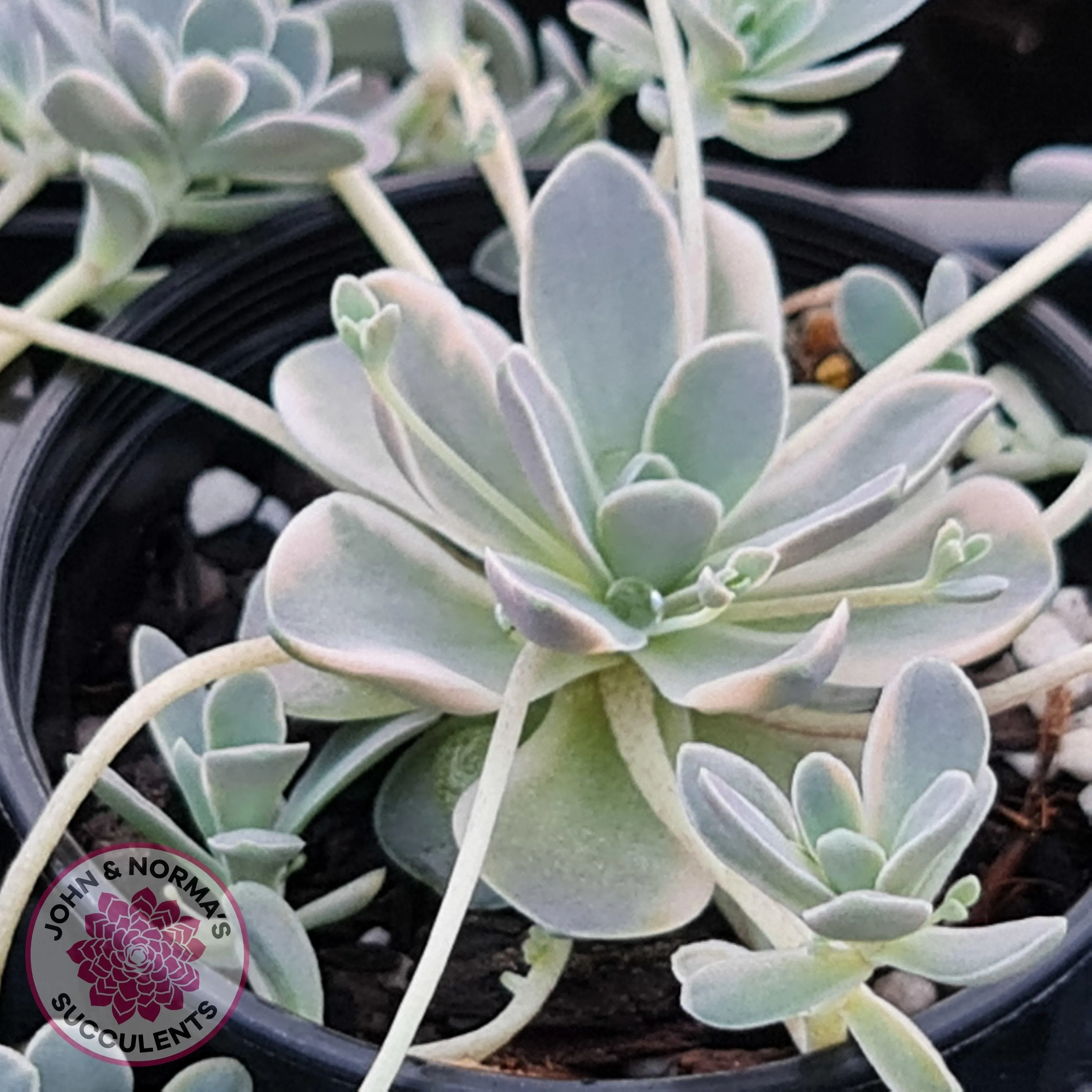 Orostachys iwarenge var. boehmeri - Variegated Chinese Dunce Cap - Cuttings x 4