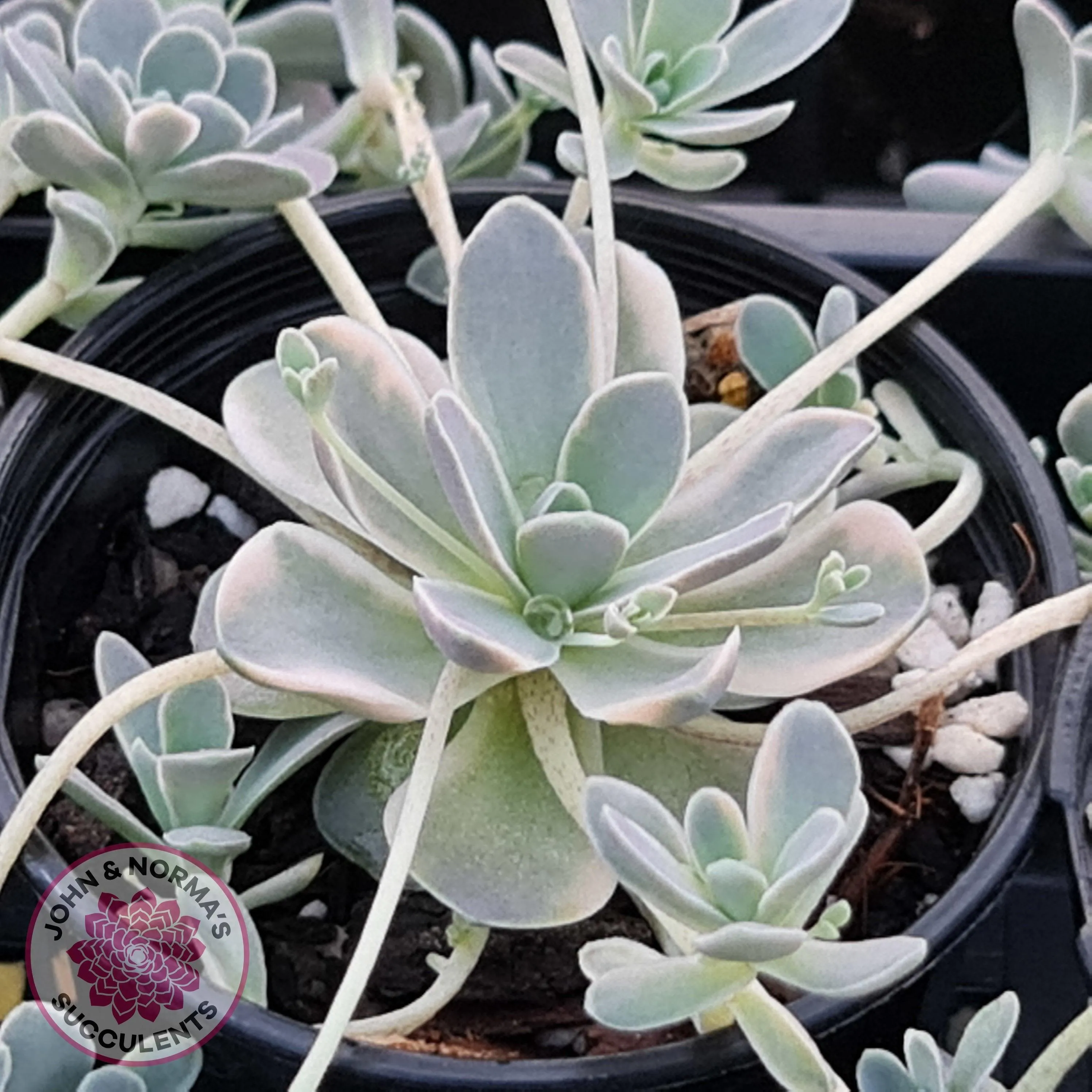 Orostachys iwarenge var. boehmeri - Variegated Chinese Dunce Cap - Cuttings x 4