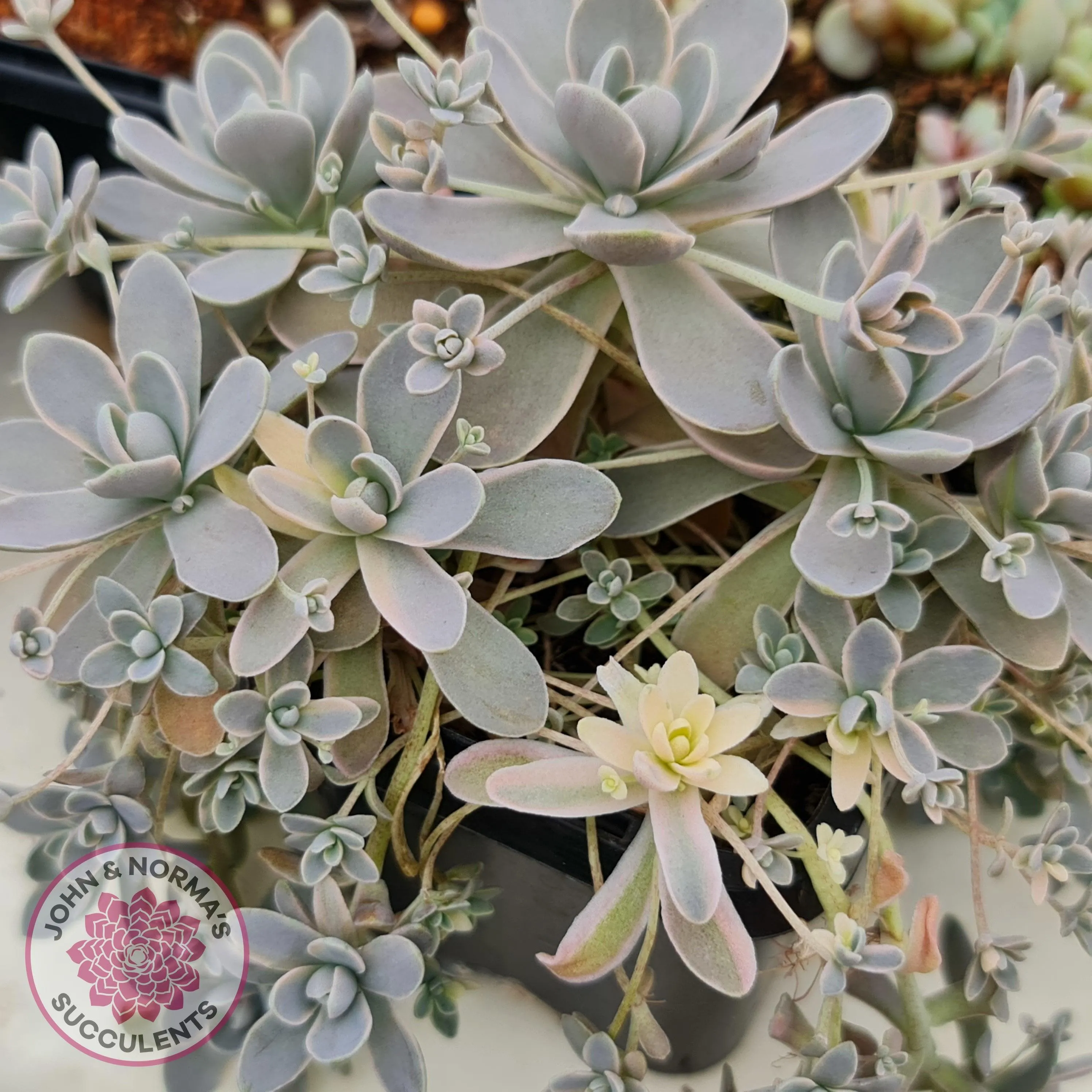 Orostachys iwarenge var. boehmeri - Variegated Chinese Dunce Cap - Cuttings x 4