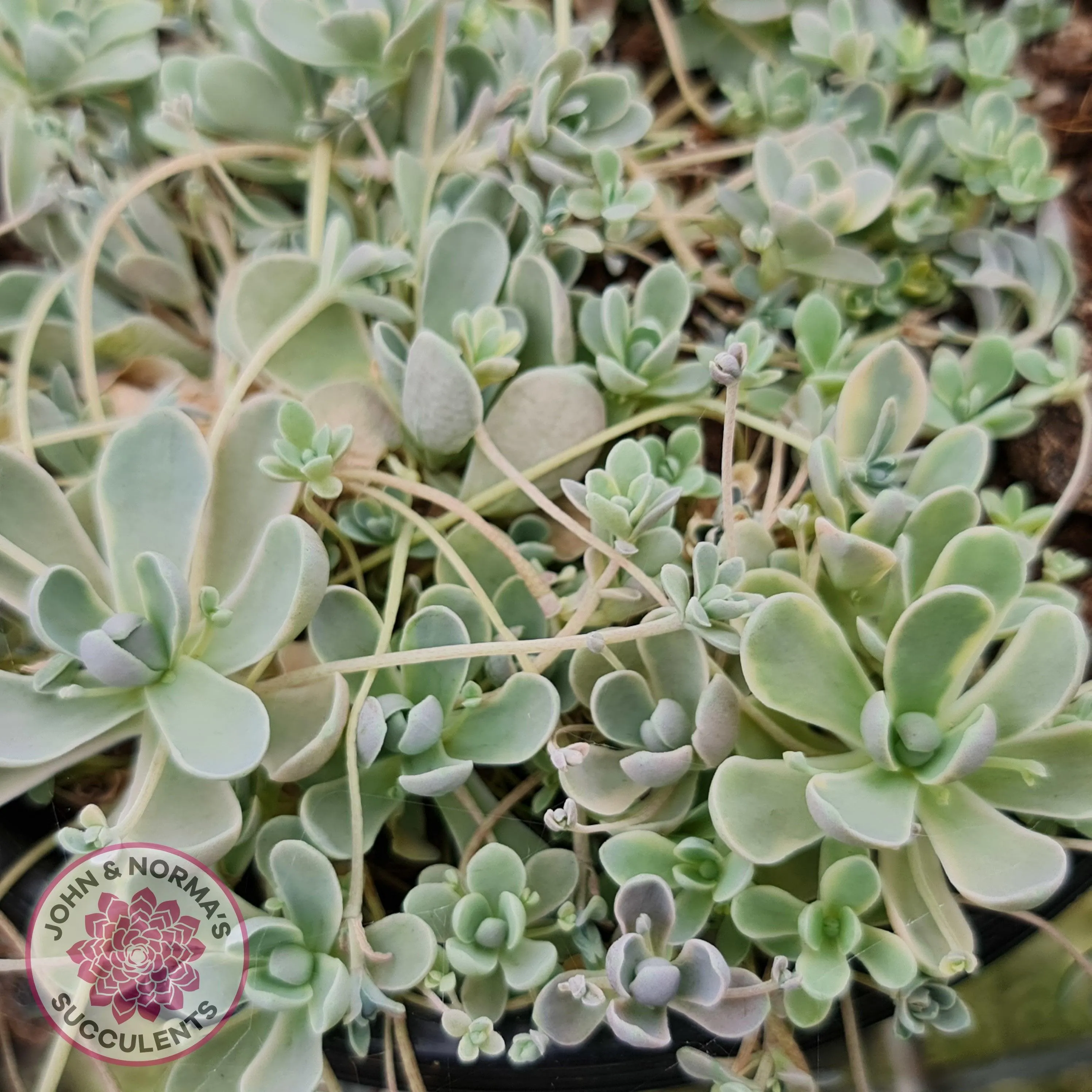 Orostachys iwarenge var. boehmeri - Variegated Chinese Dunce Cap - Cuttings x 4