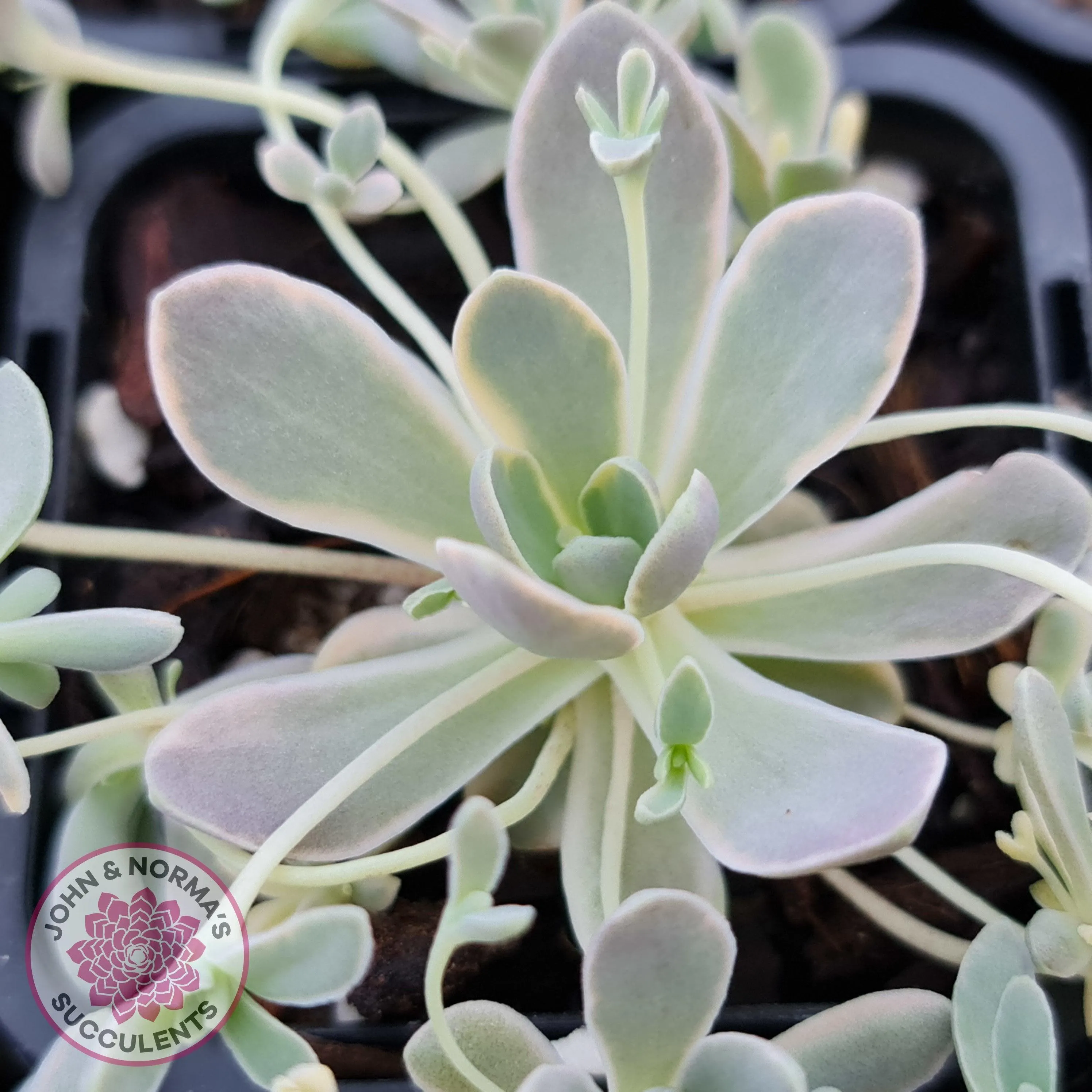 Orostachys iwarenge var. boehmeri - Variegated Chinese Dunce Cap - Cuttings x 4