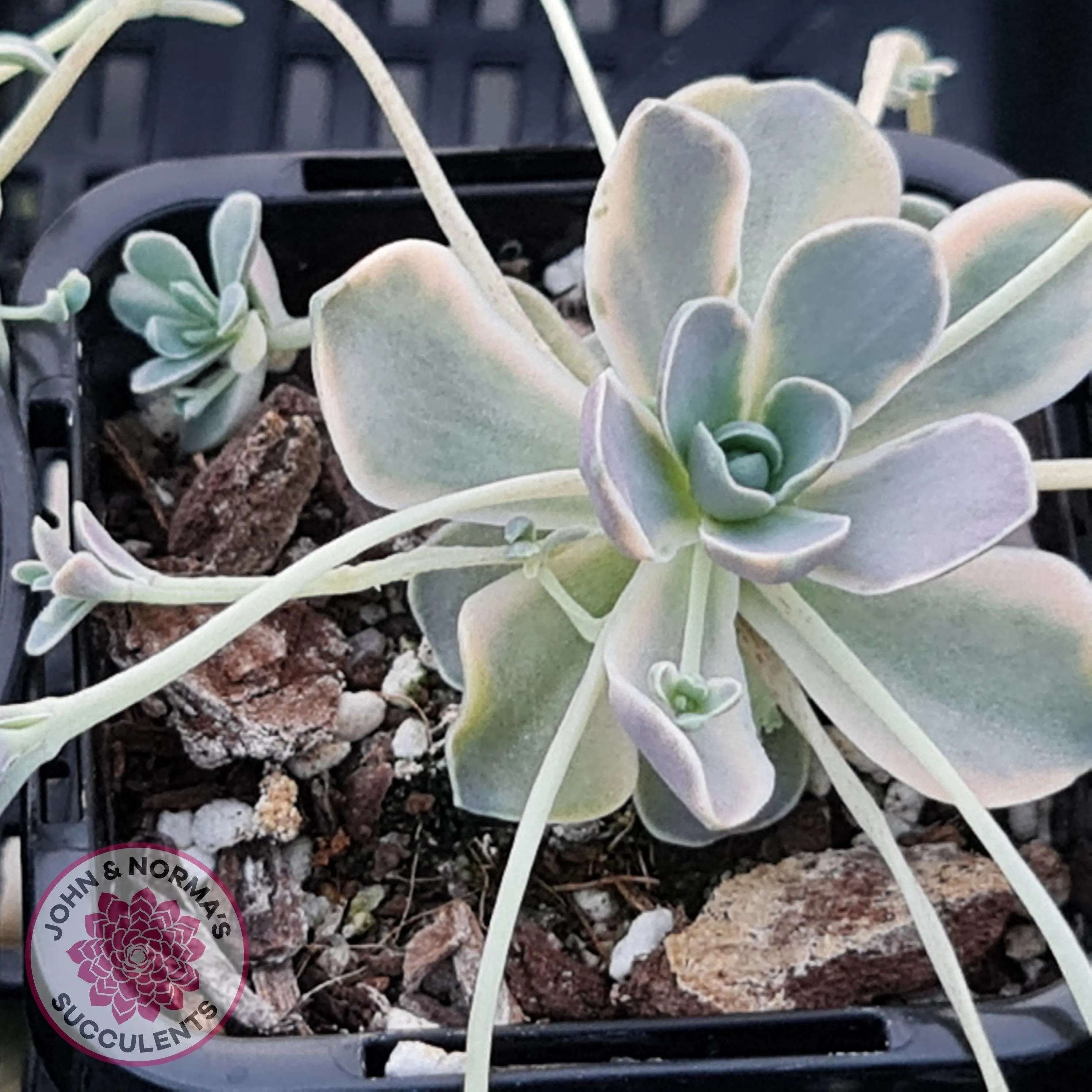 Orostachys iwarenge var. boehmeri - Variegated Chinese Dunce Cap - Cuttings x 4