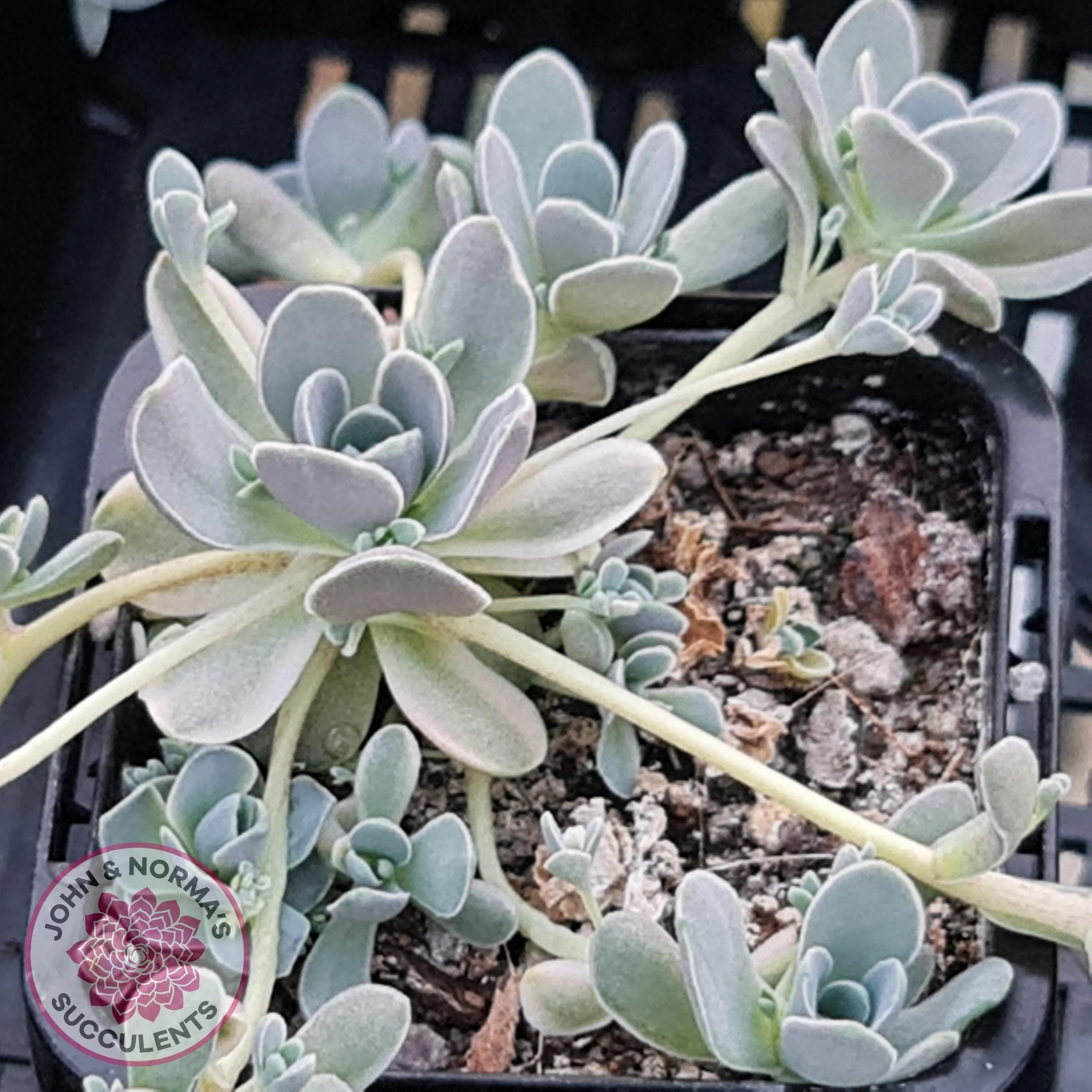 Orostachys iwarenge var. boehmeri - Variegated Chinese Dunce Cap - Cuttings x 4